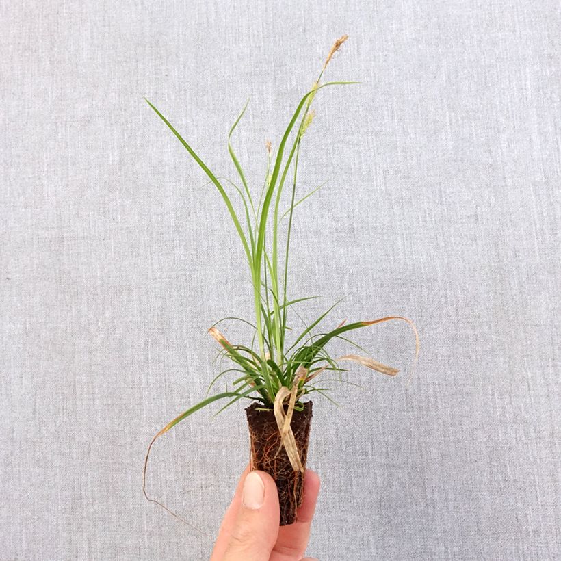 Example of Carex oshimensis EverColor Everlime - Oshima-Segge Mini-Plug Ø 3/4 cm as you get in printemps
