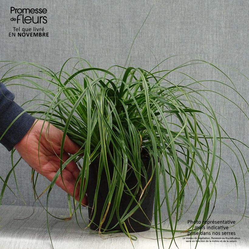 Example of Carex oshimensis EverColor Everlime - Oshima-Segge Topf mit 2L/3L as you get in automne