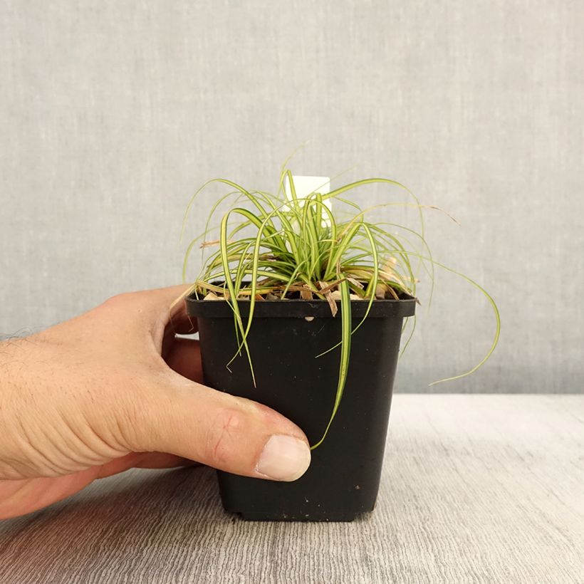 Example of Carex oshimensis EverColor Eversheen - Oshima-Segge Kleine Töpfe von 8/9 cm as you get in automne