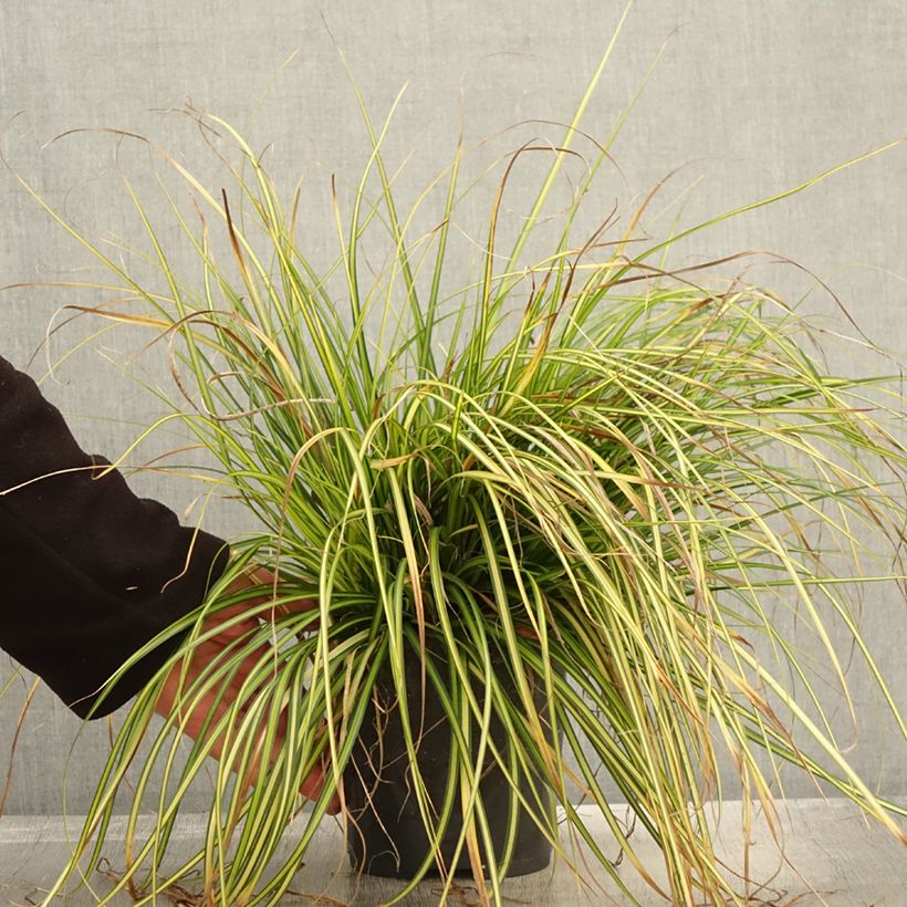 Example of Carex oshimensis EverColor Eversheen - Oshima-Segge Topf mit 2L/3L as you get in automne