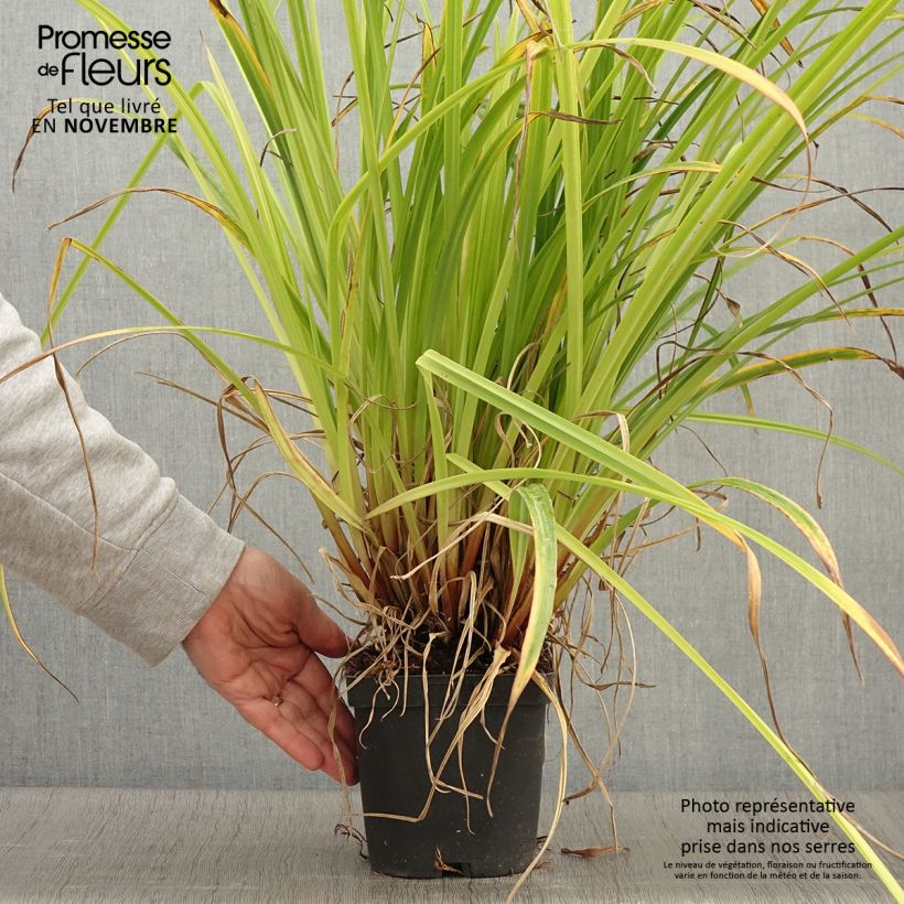 Example of Carex pendula - Hänge-Segge Topf mit 2L/3L as you get in automne