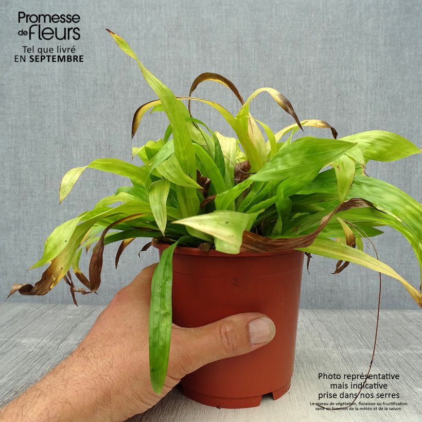 Example of Carex plantaginea - Breitblatt-Segge Topf mit 1L/1,5L as you get in automne
