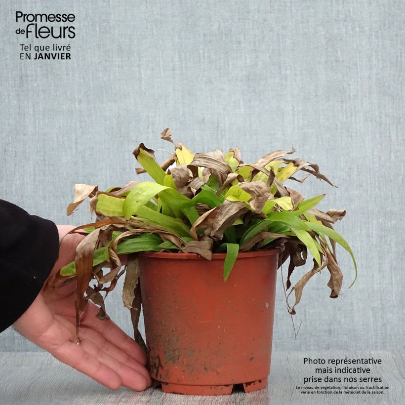 Exemplar von Carex plantaginea - Breitblatt-Segge Topf mit 1L/1,5L wie im Winter geliefert