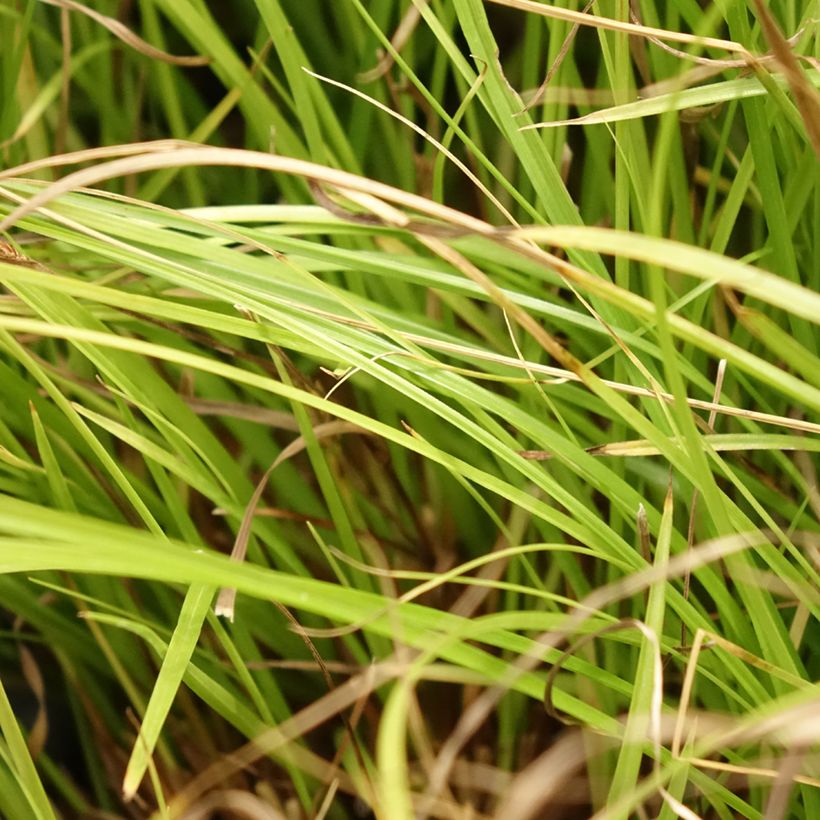 Carex remota - Entferntährige Segge (Foliage)