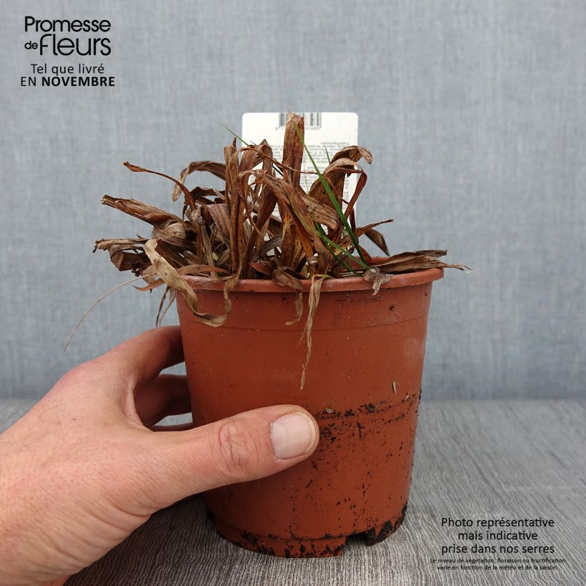 Example of Carex siderosticha Variegata Topf mit 1L/1,5L as you get in automne