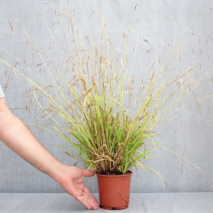 Example of Carex sylvatica - Wald-Segge Topf mit 1L/1,5L as you get in ete
