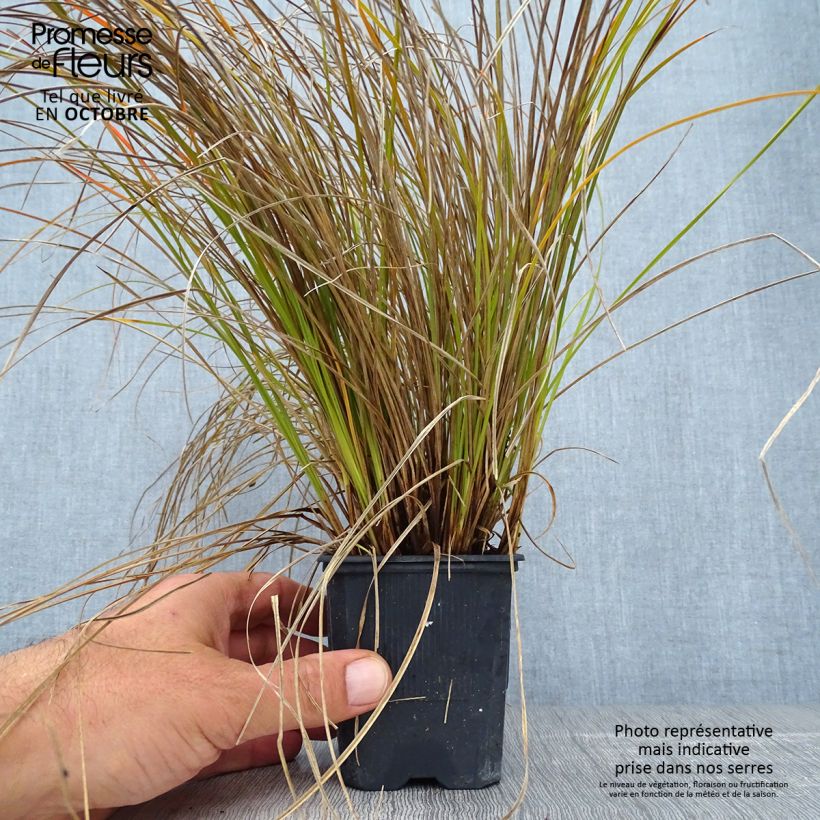 Example of Carex testacea Lime Shine - Orange Segge Kleine Töpfe von 8/9 cm as you get in automne