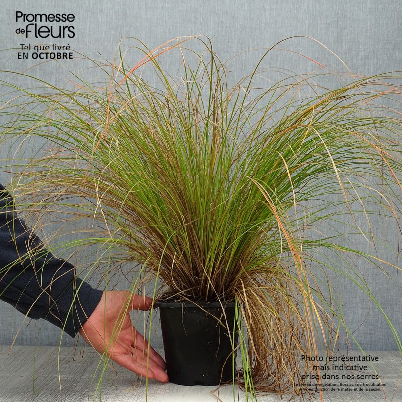 Example of Carex testacea Prairie Fire - Orange Segge Topf mit 2L/3L as you get in automne