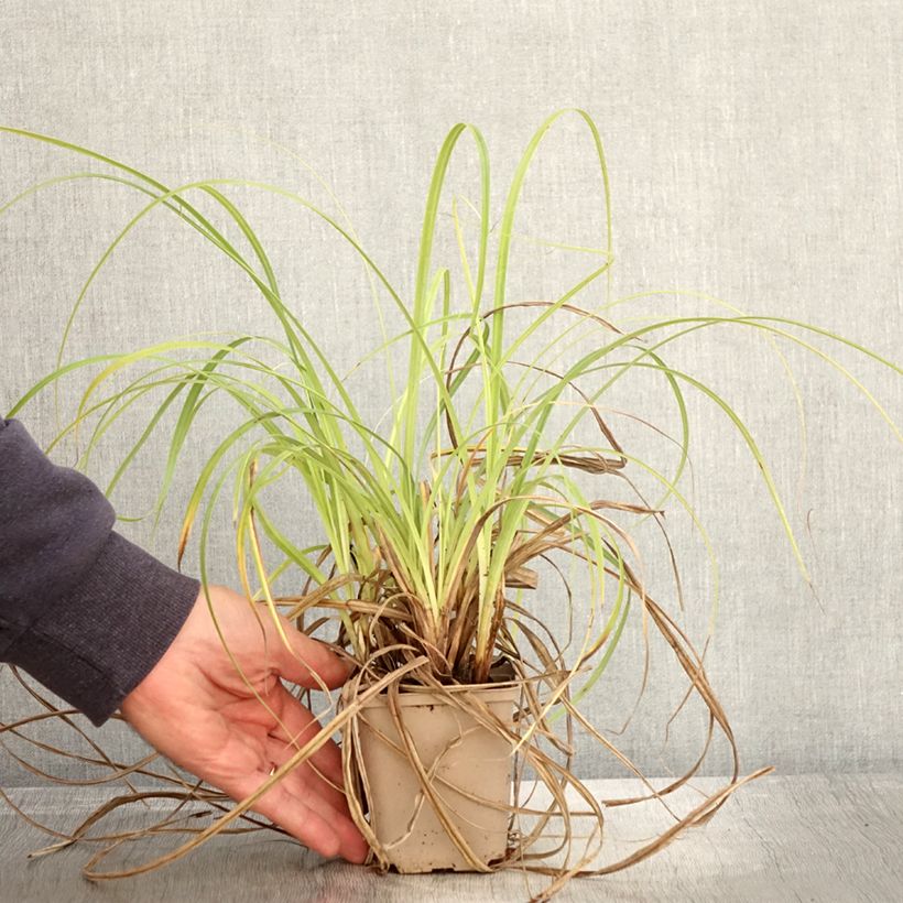 Example of Carex trifida Rekohu Sunrise Kleine Töpfe von 8/9 cm as you get in automne