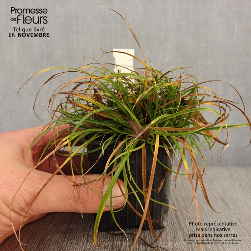 Example of Carex umbrosa - Schatten-Segge Kleine Töpfe von 8/9 cm as you get in automne