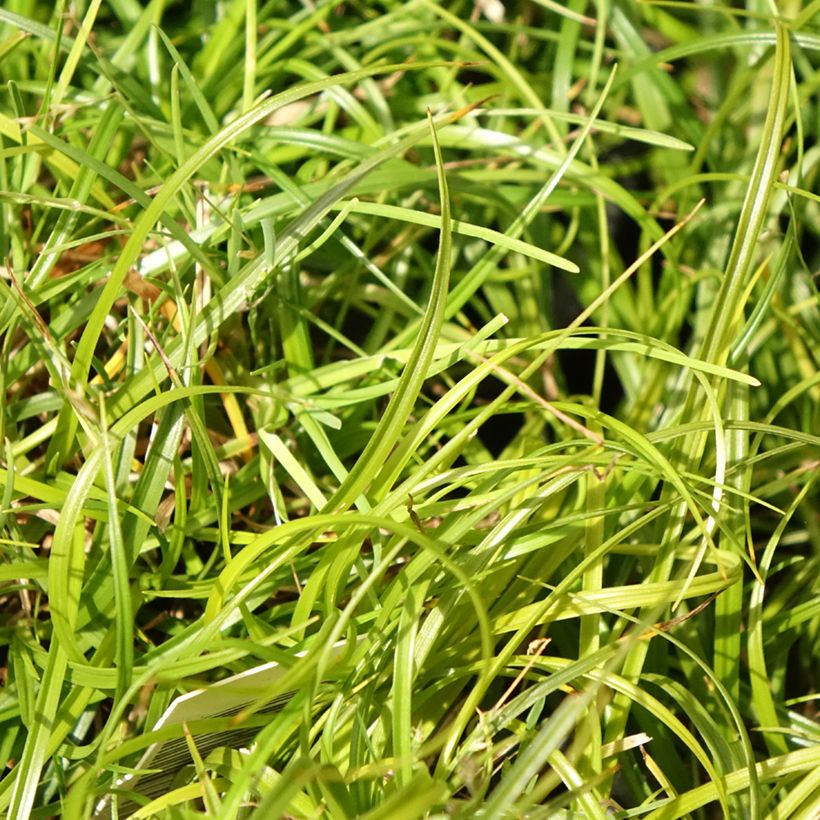 Carex umbrosa - Schatten-Segge (Foliage)