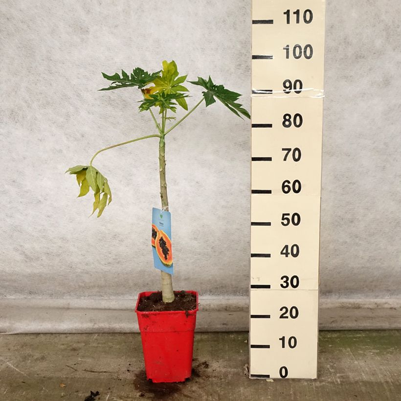 Example of Melonenbaum - Carica papaya Topf mit 6L/7L as you get in automne