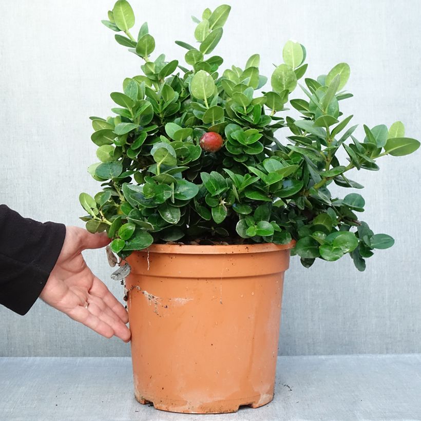 Exemplar von Carissa macrocarpa Prostrata Topf mit 3L/4L wie im Herbst geliefert