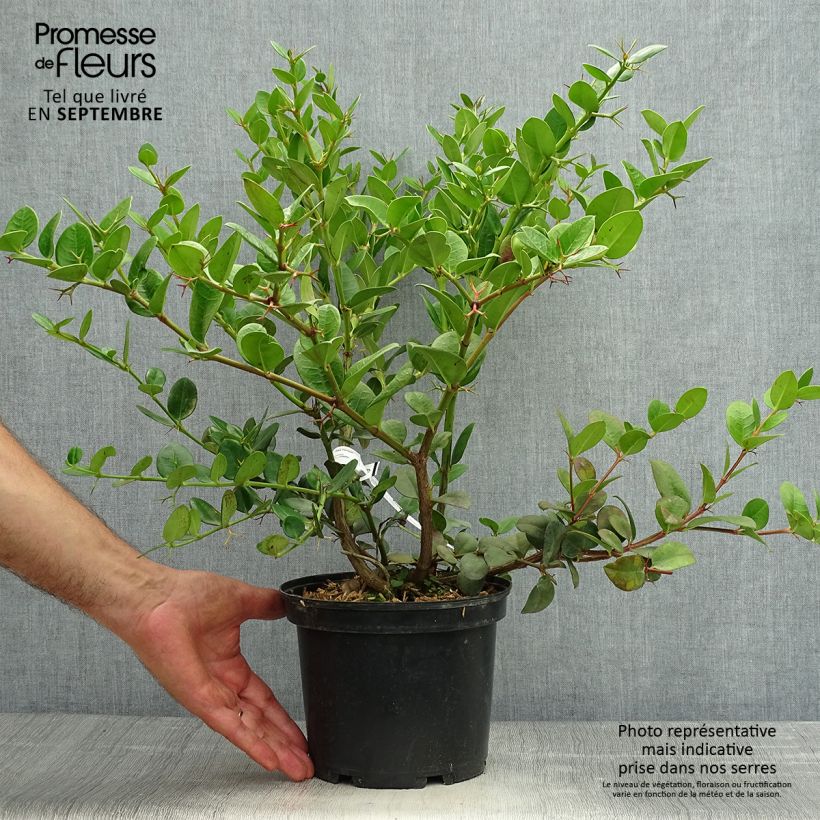 Example of Carissa macrocarpa Topf mit 2L/3L as you get in automne