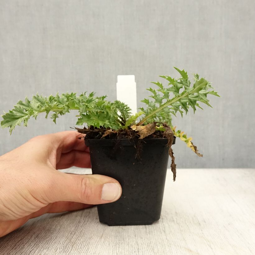 Example of Carlina acaulis subsp. simplex Bronze - Einfache Silberdistel Kleine Töpfe von 8/9 cm as you get in automne