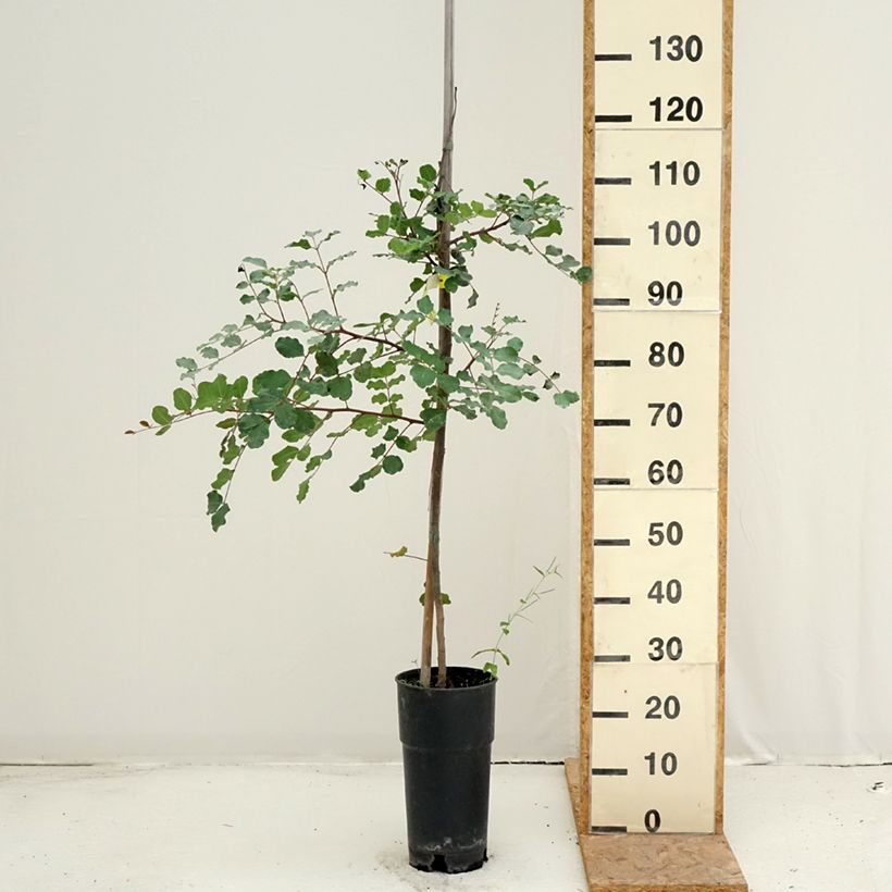 Example of Johannisbrotbaum - Ceratonia siliqua Topf mit 6L/7L as you get in ete