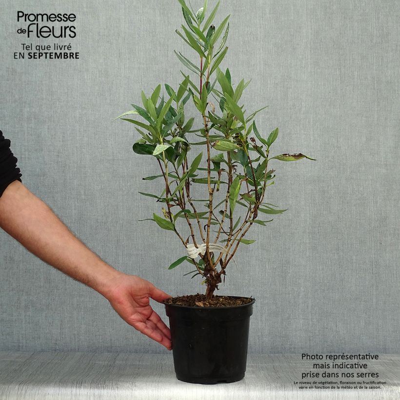 Example of Carpenteria californica - Baum-Anemone Topf mit 3L/4L as you get in automne