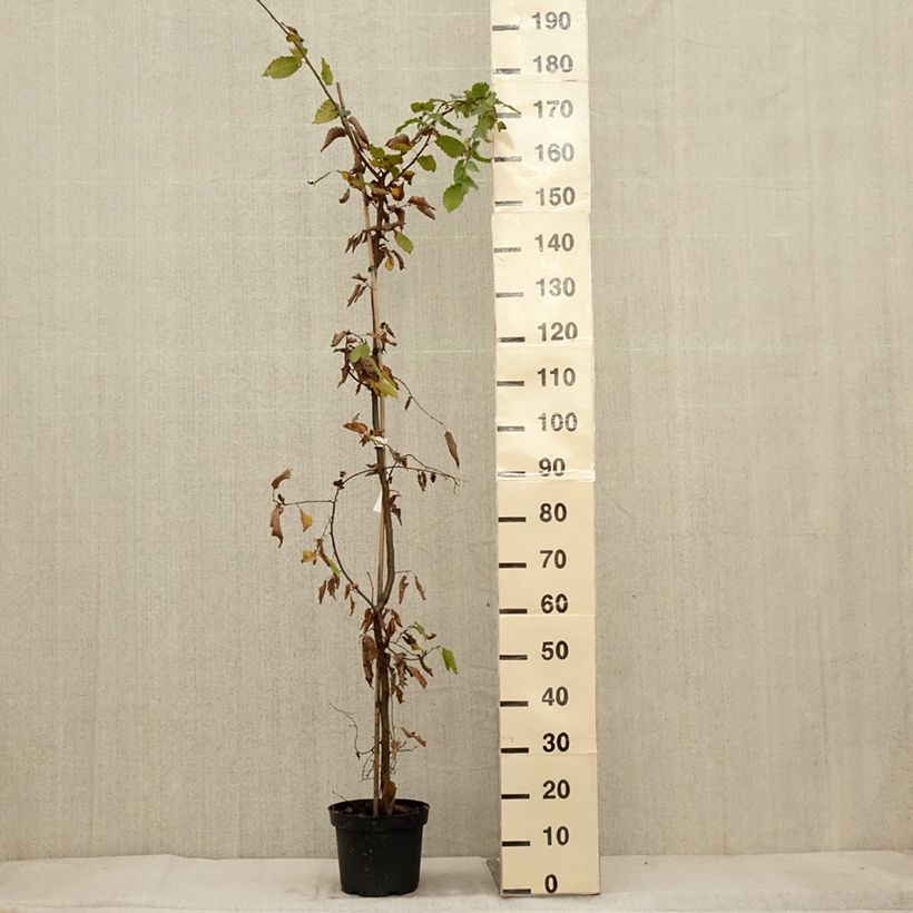Example of Hainbuche - Carpinus betulus Topf mit 4L/5L as you get in automne