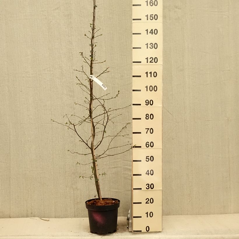 Exemplar von Hainbuche - Carpinus betulus Topf mit 4L/5L wie im Frühjahr geliefert