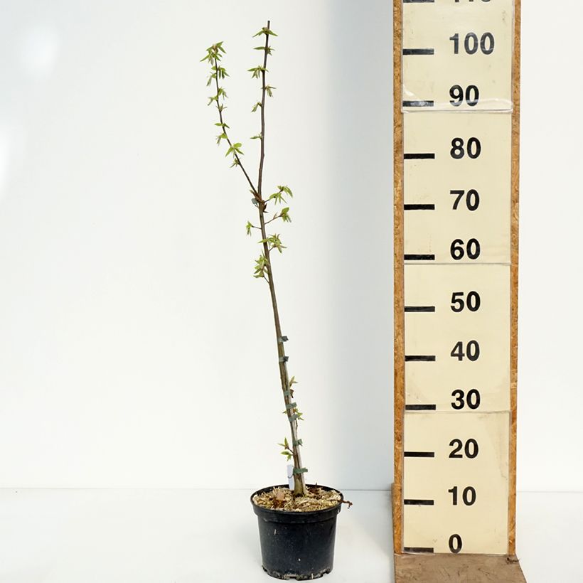 Exemplar von Hainbuche A. Beeckman - Carpinus betulus Topf mit 3L/4L wie im Frühjahr geliefert