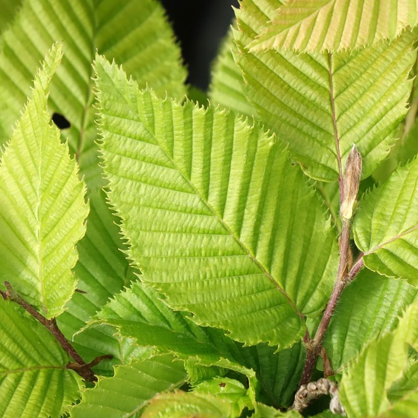 Hainbuche A. Beeckman - Carpinus betulus (Laub)