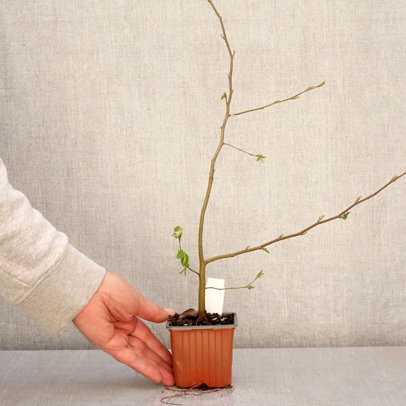Exemplar von Hainbuche - Carpinus betulus Kleine Töpfe von 8/9 cm wie im Frühjahr geliefert