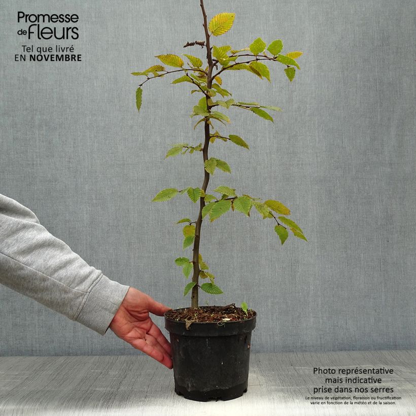 Example of Hainbuche - Carpinus betulus Topf mit 2L/3L as you get in automne
