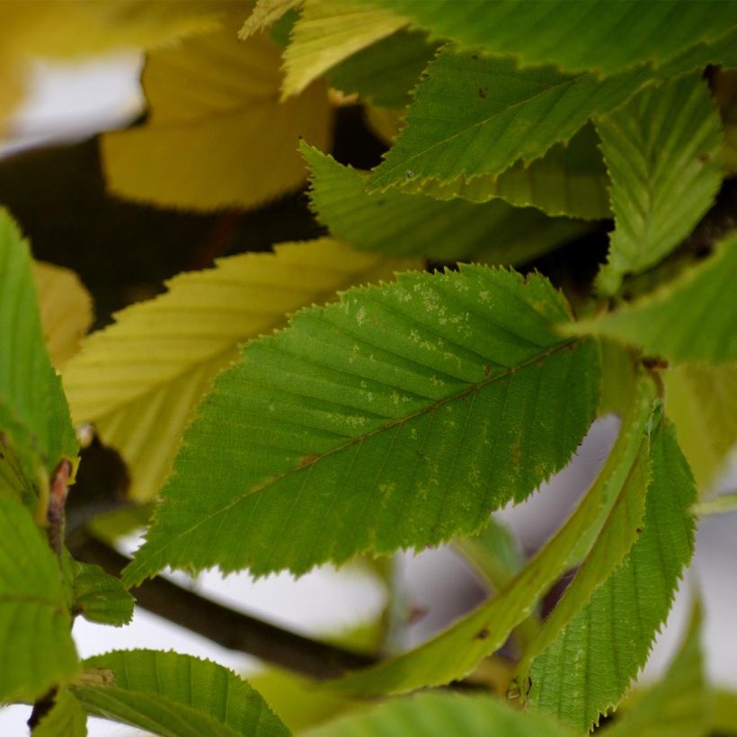 Hainbuche Fastigiata - Carpinus betulus (Foliage)