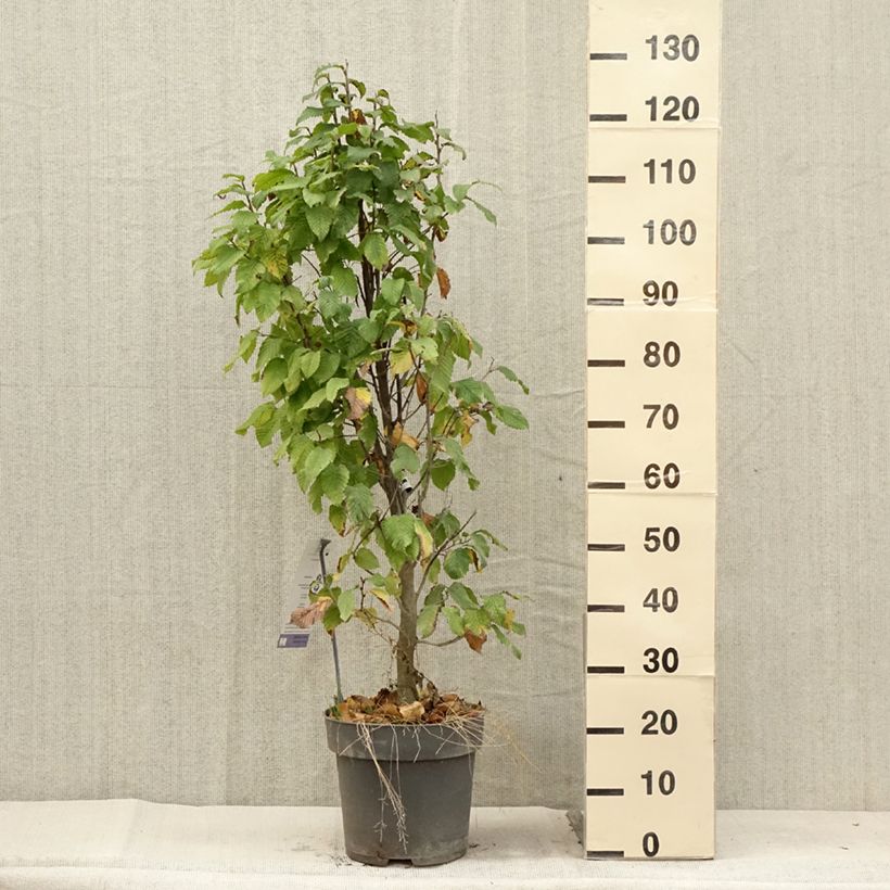 Example of Hainbuche Fastigiata Monument - Carpinus betulus Topf mit 7,5L/10L as you get in ete