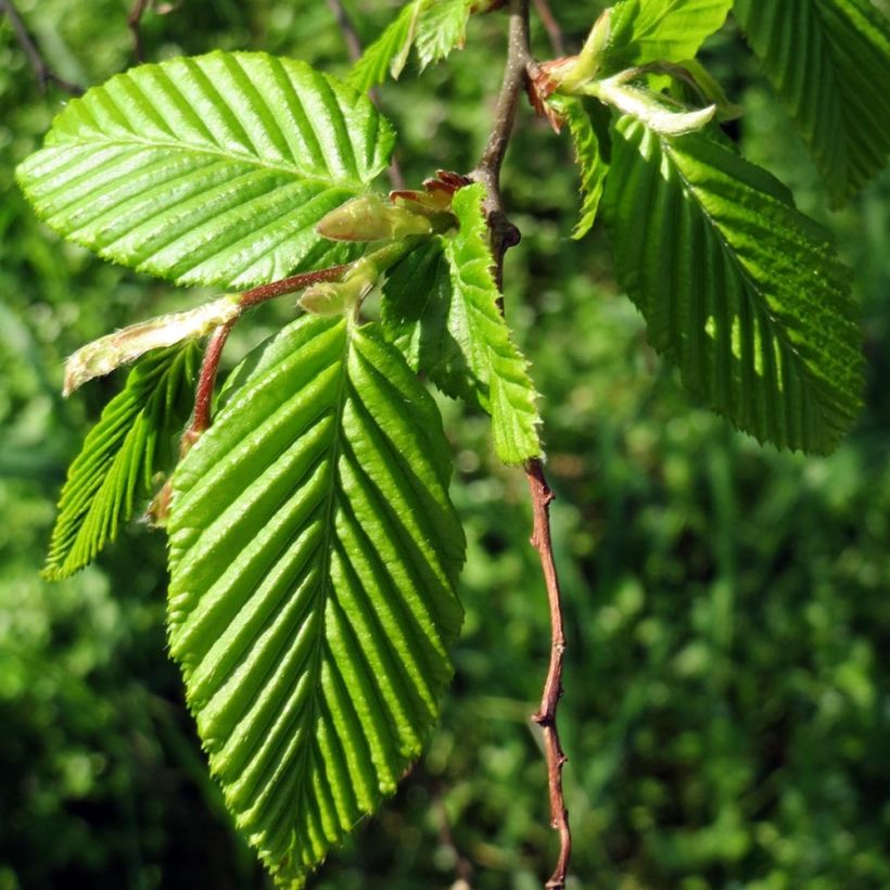 Hainbuche Frans Fontaine - Carpinus betulus (Plant habit)