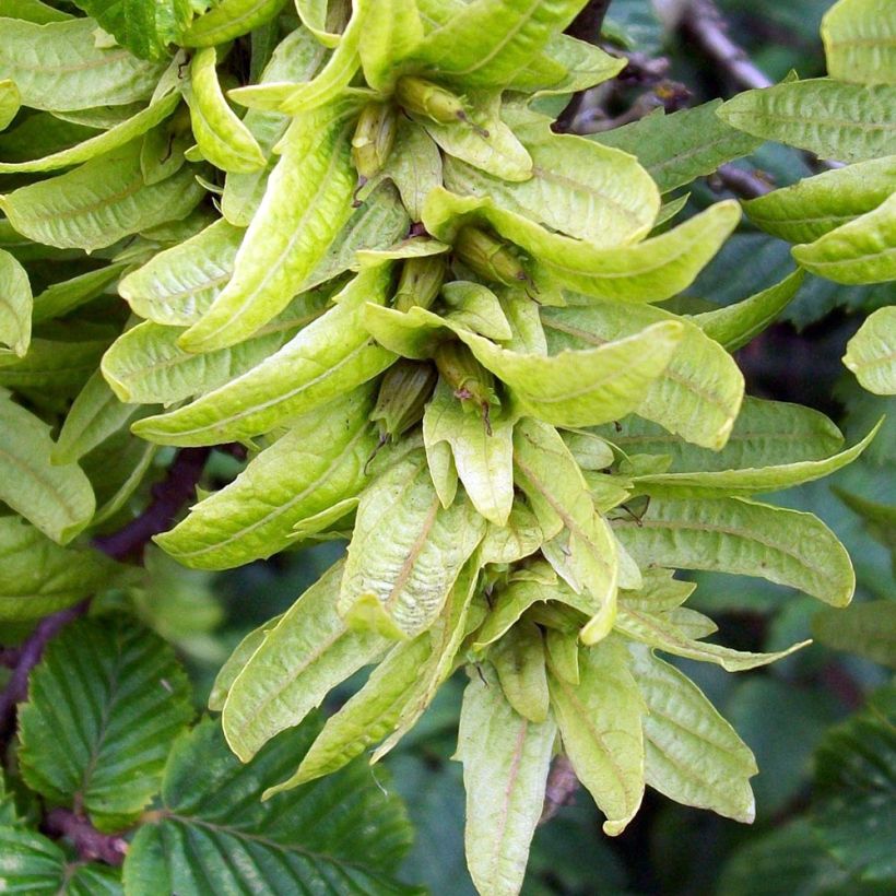 Hainbuche Frans Fontaine - Carpinus betulus (Harvest)