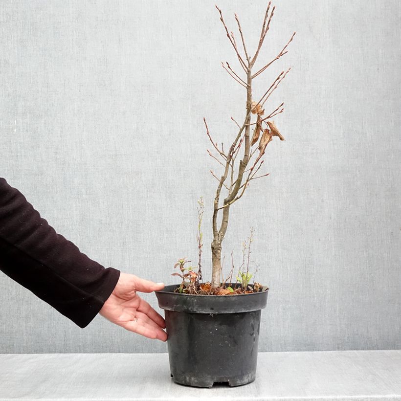 Exemplar von Hainbuche Globus - Carpinus betulus Topf mit 4L/5L wie im Herbst geliefert