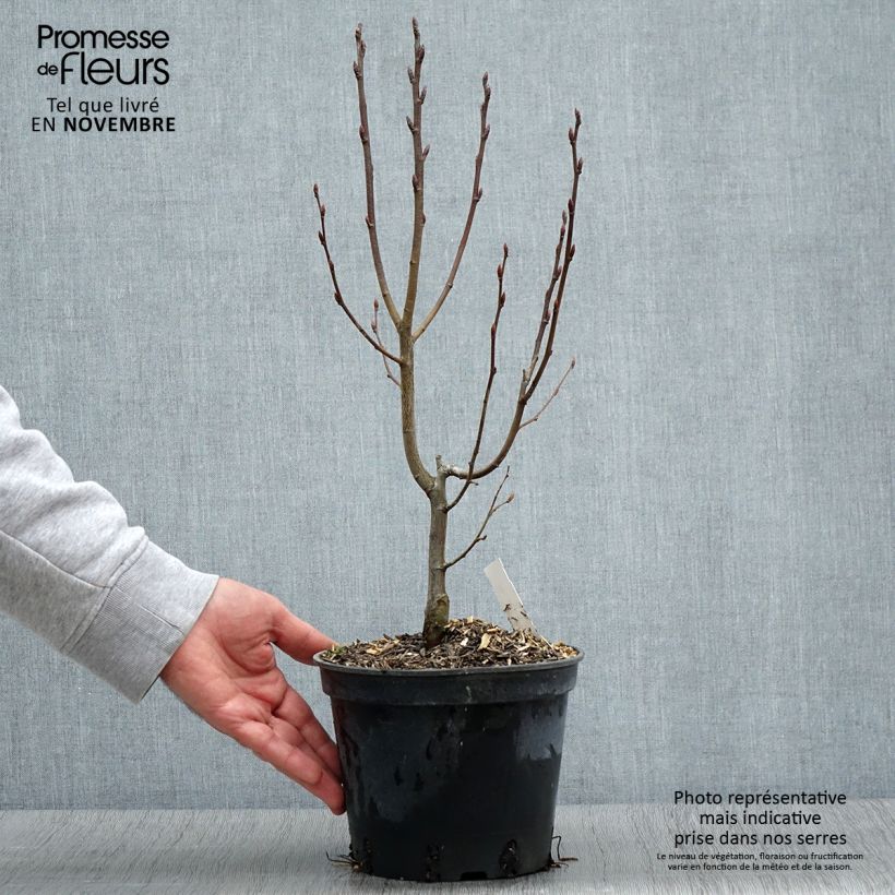 Example of Hainbuche Monumentalis - Carpinus betulus Topf mit 2L/3L as you get in automne
