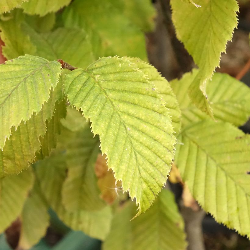 Hainbuche Monumentalis - Carpinus betulus (Foliage)