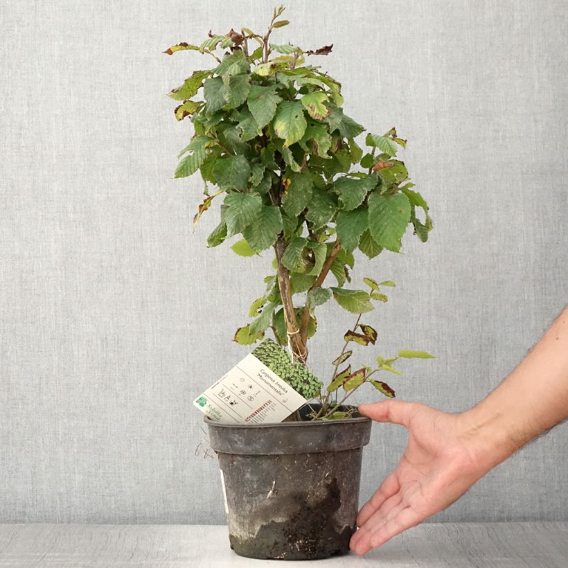 Example of Hainbuche Monumentalis - Carpinus betulus Topf mit 3L/4L as you get in ete