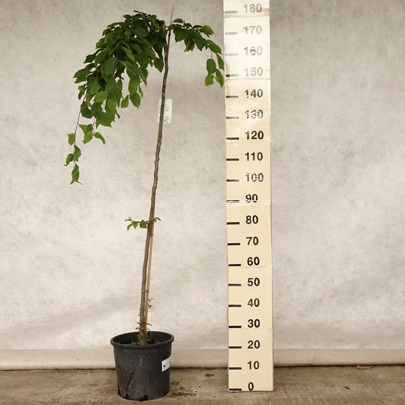 Example of Hainbuche Pendula - Carpinus betulus Topf mit 12L/15L as you get in ete