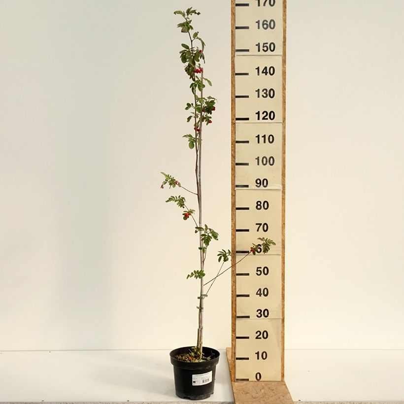 Example of Hainbuche Quercifolia - Carpinus betulus Topf mit 4L/5L as you get in ete