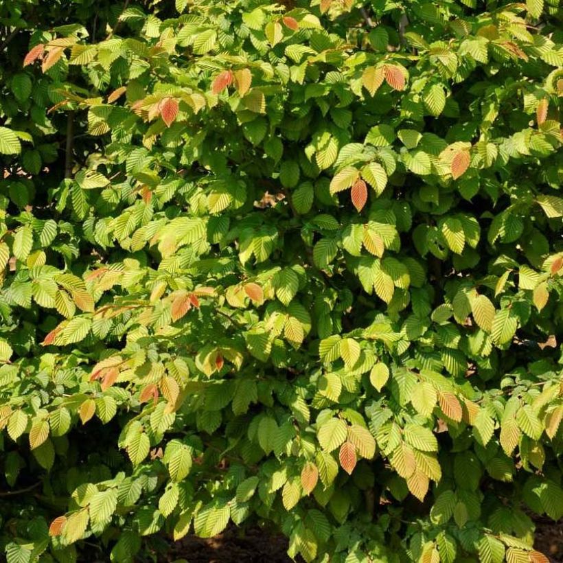 Hainbuche Stegemanns Primus - Carpinus betulus (Foliage)