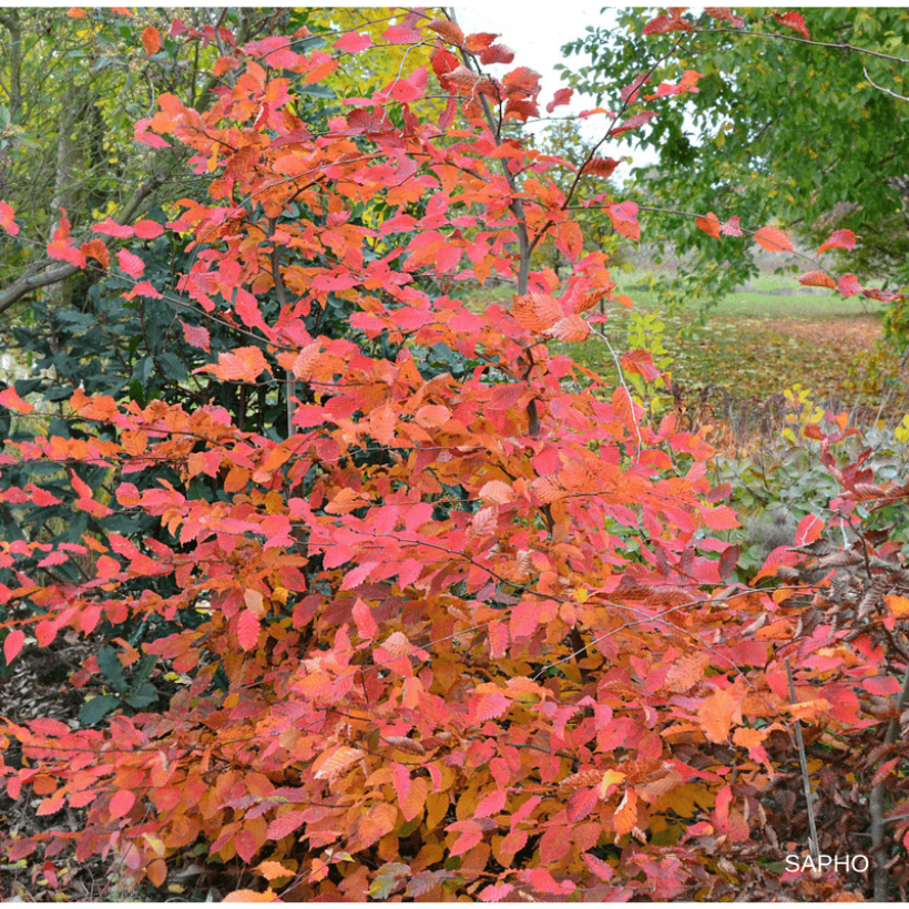 Hainbuche Rockhampton Red - Carpinus betulus (Plant habit)