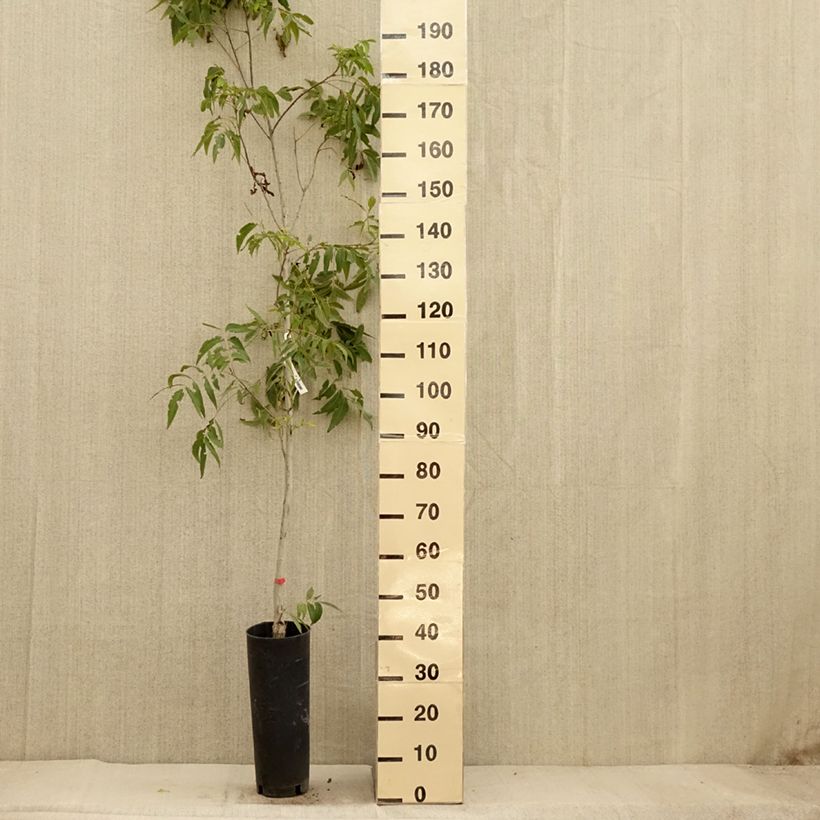 Example of Pekannuss Delmas - Carya illinoinensis Topf mit 6L/7L as you get in automne