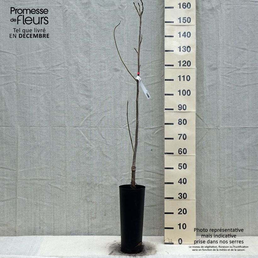 Exemplar von Pekannuss Delmas - Carya illinoinensis Topf mit 6L/7L wie im Winter geliefert