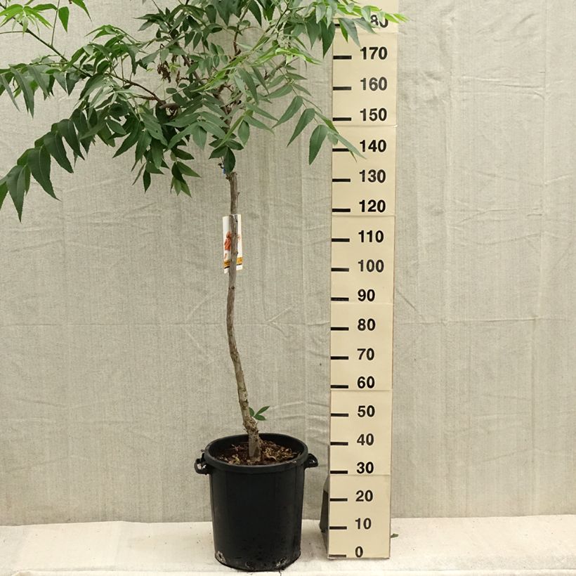 Example of Pekannuss - Carya illinoinensis Topf mit 20L/25L as you get in ete