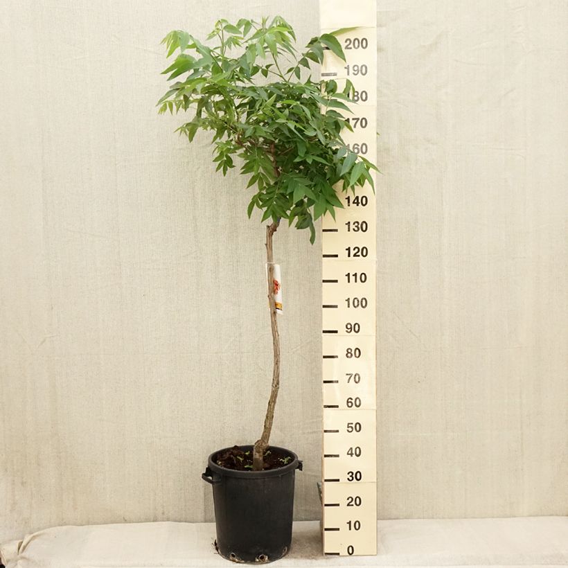 Exemplar von Pekannuss - Carya illinoinensis Topf mit 20L/25L wie im Frühjahr geliefert