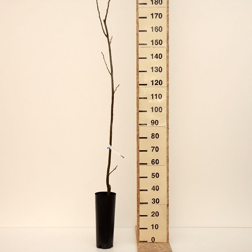 Exemplar von Pekannuss Pawnee - Carya illinoinensis Topf mit 4L/5L wie im Winter geliefert