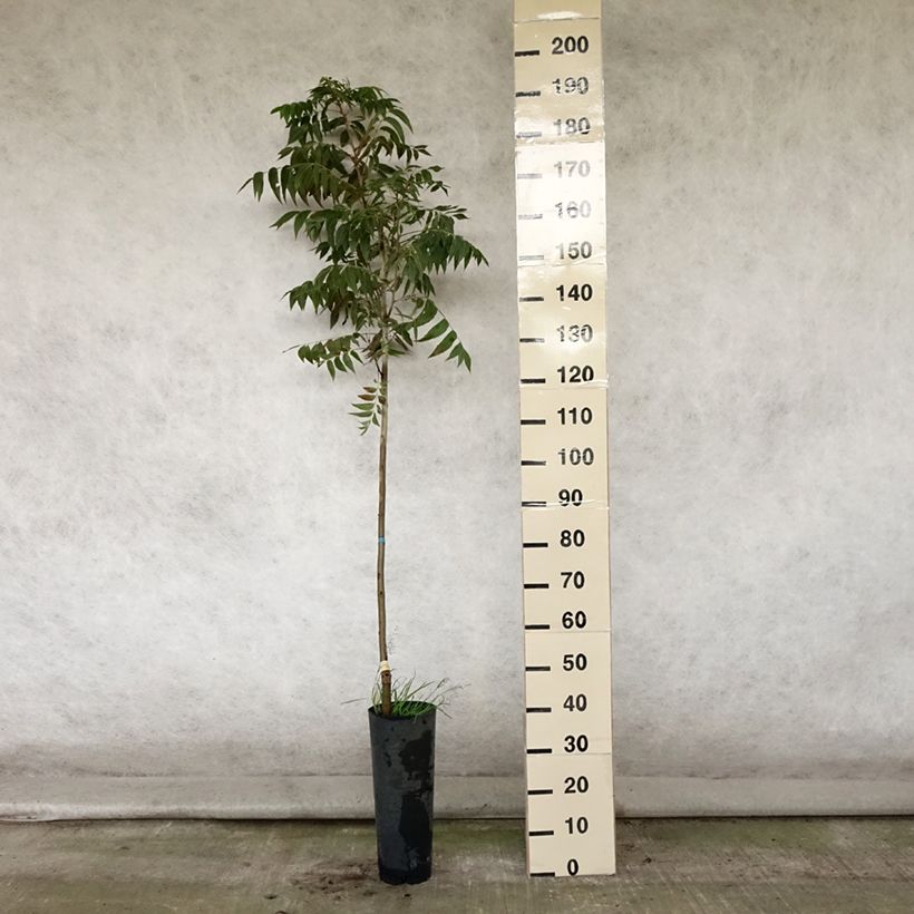 Example of Pekannuss Pawnee - Carya illinoinensis Topf mit 4L/5L as you get in ete