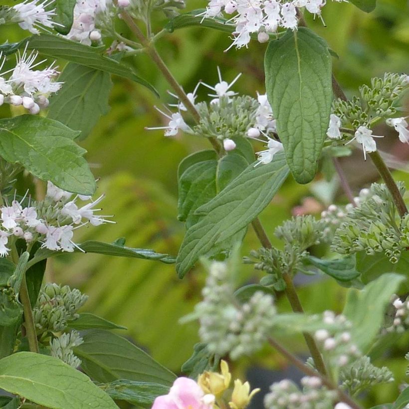 Bartblume Pink Perfection - Caryopteris clandonensis (Foliage)