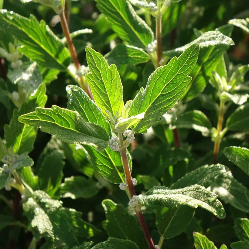 Bartblume Beyond Midnight - Caryopteris clandonensis (Foliage)