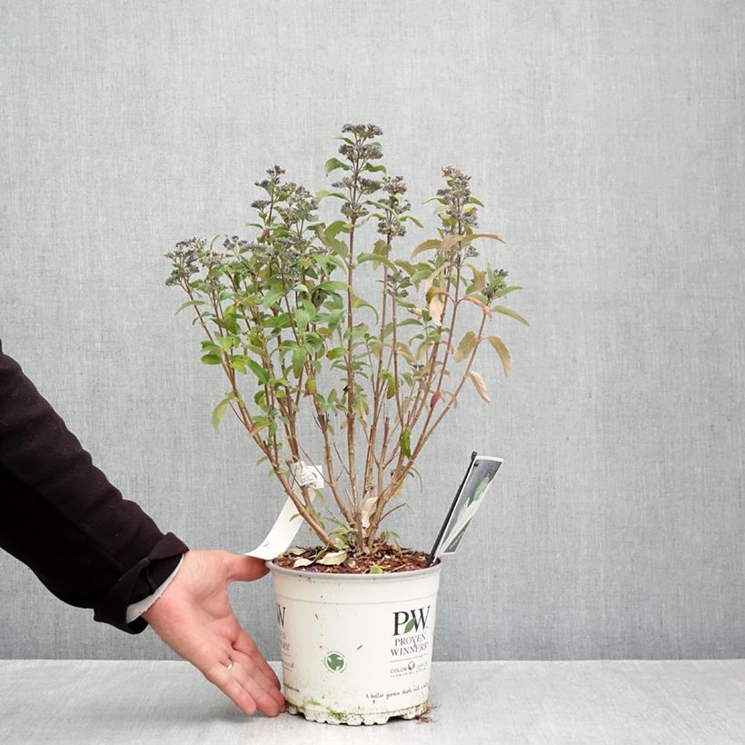 Exemplar von Bartblume Beyond Midnight - Caryopteris clandonensis Topf mit 3L/4L wie im Herbst geliefert