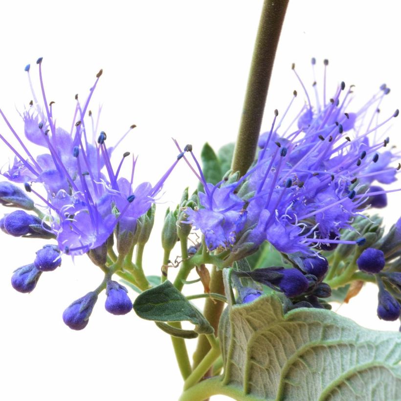 Bartblume Blue Balloon - Caryopteris clandonensis (Flowering)