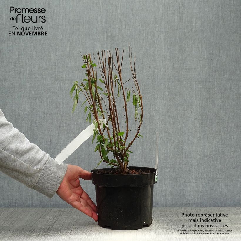 Example of Bartblume Blue Balloon - Caryopteris clandonensis Topf mit 2L/3L as you get in automne